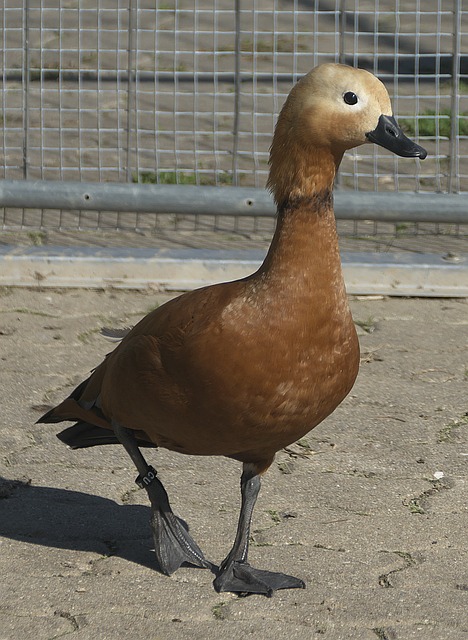 交臂