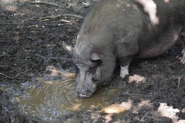 面对麦克托 面对麦克托